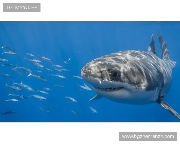 金鲨鱼银鲨鱼官方最新版游戏大厅安全可靠,保障玩家资金安全和个人信息隐私保护 金鲨鱼银鲨鱼官方最新版游戏大厅安全可靠,保障玩家资金安全和个人信息隐私保护